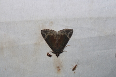 Hypena abalienalis