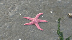Pisaster brevispinus