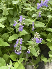 Nepeta racemosa