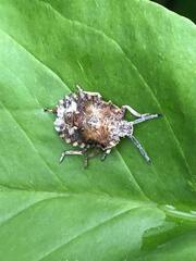 Megymenum brevicorne