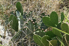 Opuntia megapotamica