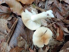 Russula fellea