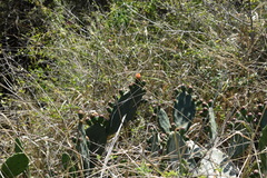 Opuntia megapotamica