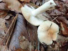 Russula fellea