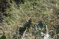 Opuntia megapotamica