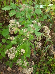 Eutrochium purpureum