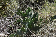 Opuntia megapotamica