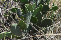 Opuntia megapotamica