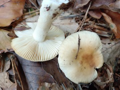Russula fellea