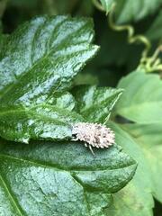 Megymenum brevicorne