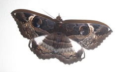 Erebus terminitincta