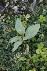Gentiana lutea