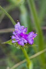 Cyanotis speciosa