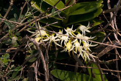 Cyrtorchis arcuata