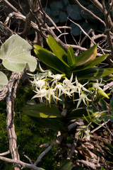 Cyrtorchis arcuata