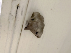 Eulepidotinae