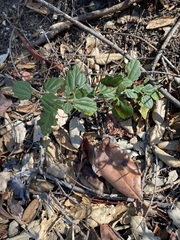 Ceanothus thyrsiflorus