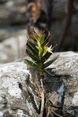 Cyrtorchis arcuata