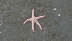 Pisaster brevispinus