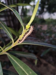 Euploea core