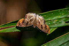 Odontoptilum angulata