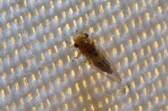 Heteropsylla