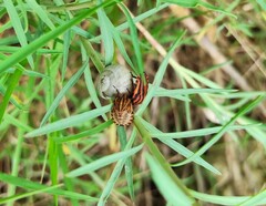Graphosoma italicum italicum