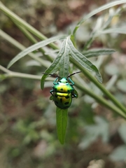 Chrysocoris