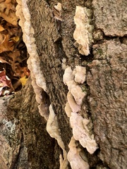 Irpex lacteus