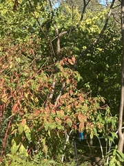 Cornus alternifolia