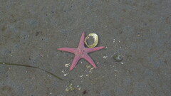 Pisaster brevispinus