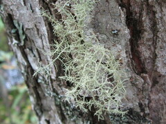 Usnea cornuta