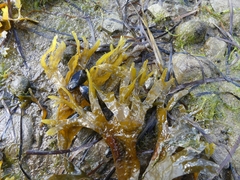 Fucus