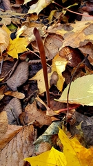 Macrotyphula fistulosa