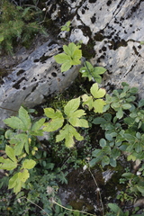 Peucedanum
