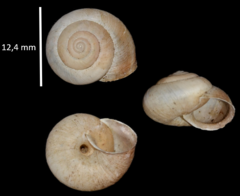 Euomphalia strigella