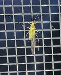 Macrosiphum rosae