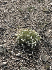 Zinnia acerosa
