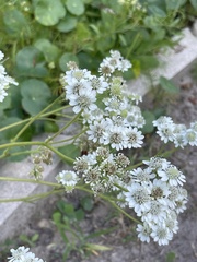 Verbesina microptera