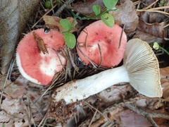 Russula
