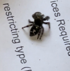 Phidippus