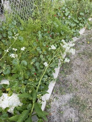 Verbesina microptera