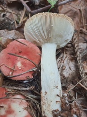 Russula