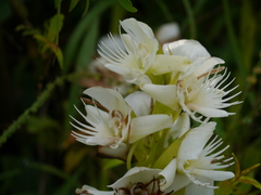 Pecteilis gigantea
