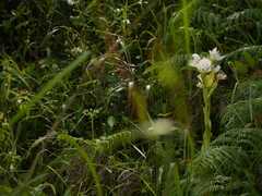 Pecteilis gigantea