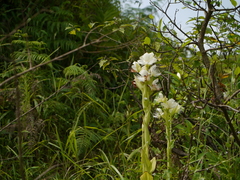 Pecteilis gigantea