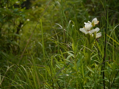 Pecteilis gigantea