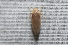 Curtara insularis