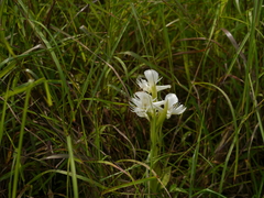 Pecteilis gigantea