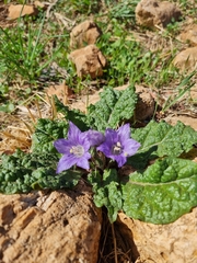 Mandragora autumnalis